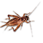 Adult Crickets