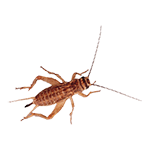 Adult Crickets