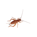 Adult Crickets