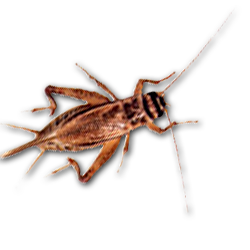 Adult Crickets