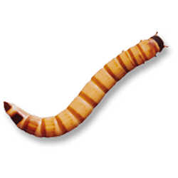 Box of 1000 Superworms